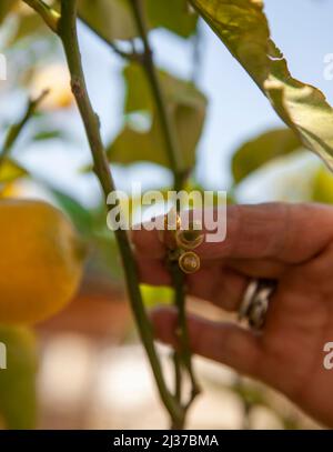 A woman's hand is holding new growing or tiny lemons growing on the tree. Close up and vertical Stock Photo