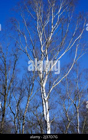silver birch trees on blue sky background, norfolk, england Stock Photo