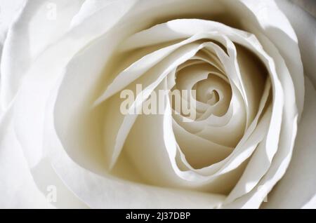close up of white rose petals Stock Photo