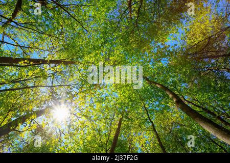 Spring Summer Sun Shining Through Canopy Of Tall Trees Woods. Sunlight In Deciduous Forest, Summer Nature. Upper Branches Of Trees Background.