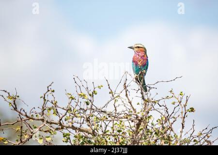 Lilac-breasted roller Coracias caudatus perched on a tree in Kruger National Park, South Africa Stock Photo