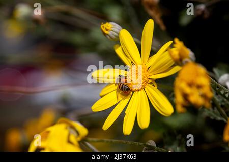 Yellow flower and worker honey bee in selective focus. A worker bee collecting pollen and nectar from a yellow flower. Stock Photo