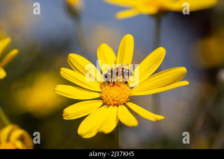 Selective focus of yellow daisy flower and honey bee on it. The bee collects pollen and nectar. Other yellow daisies on blurred background. Stock Photo