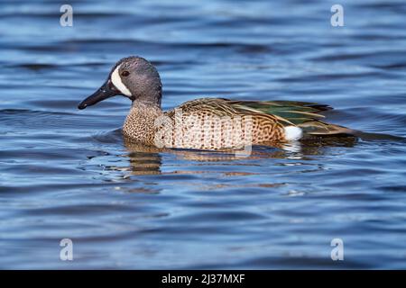 male blue winger teal, Spatula discors, wading on blue lake water, profile view Stock Photo