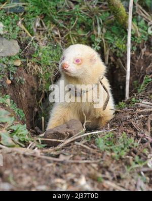 Ferret tracking outlet collar