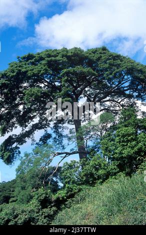 Guanacaste (Enterolobium cyclocarpum) is a deciduous tree native to tropical Americas. It has medicinal proporties, its seeds are edible and its wood