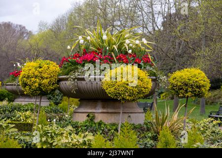 Red Primula and white Tulips in a stone urn surrounded by ball shaped Euonymus japonica in Regents Park, London Stock Photo