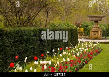 A display of tulips in Regents Park, London Stock Photo
