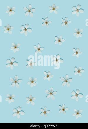 Creative sunlit layout of white plum flowers on pastel blue background. Minimal flat lay nature background. Spring pattern. Vertical frame. Stock Photo