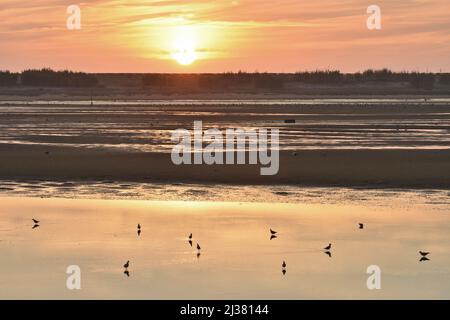 Local Nature Reserve of river Douro estuary, wetlands area with water birds at sunset, Porto Portugal. Stock Photo