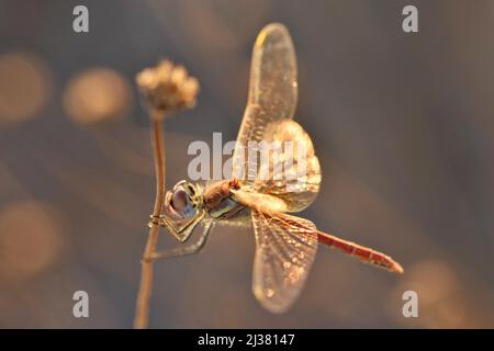Common darter dragonfly (Sympetrum striolatum), male on grass stem lit by the evening sun, Monte Gordo Algarve Portugal.