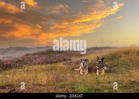 Sunset over a wide moorland landscape Balloërveld with rolling hills full of blooming heather and two posing old dogs against a misty background and w Stock Photo