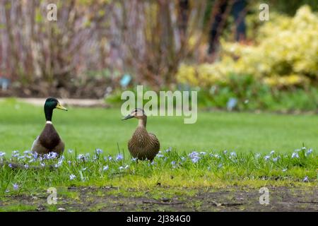 A male and female pair of mallard ducks, Anas platyrhynchos, on the lawn at the RHS Gardens, Wisley, UK