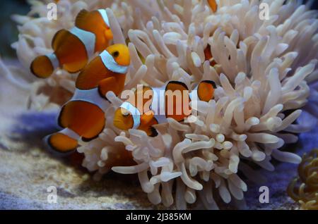Salt water animals in saltwater reef aquarium with artificial lights Stock Photo