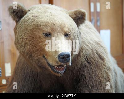Brown bear. Exposition of the Zoological Museum. Muzzle of a bear. Stock Photo