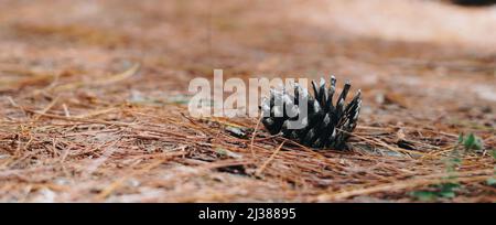 BANNER Abstract background. Real nature photo. Close up one alone coniferous pine cone, forest day, dry needles lie on ground. Pale beige blue brown Stock Photo