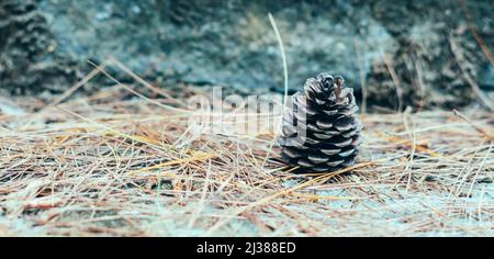 BANNER Abstract background. Real nature photo. Close up one alone coniferous pine cone, forest day, dry needles lie on ground. Pale beige blue brown Stock Photo