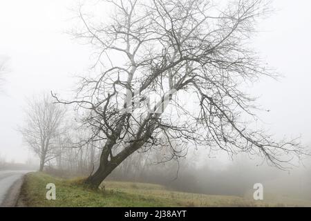 Trees on an alley shrouded in fog. Autumn landscape Stock Photo