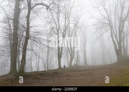 Trees on an alley shrouded in fog. Autumn landscape Stock Photo