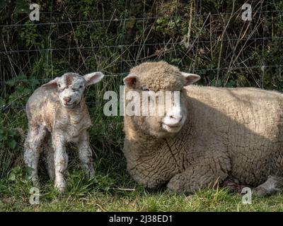Spring idyll, a Dorset breed ewe and her newborn lamb shelter by a hedge. Animal  husbandry Stock Photo - Alamy