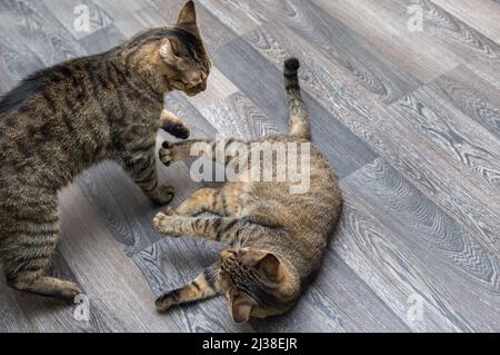 Two cats play together on the floor Stock Photo
