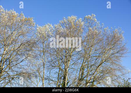Poplar trees in autumn set against a blue sky at huntley in the Forest of Dean, Gloucestershire, England UK Stock Photo