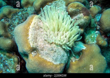 Common white sea anemone on coral showing damage from anemone poison Stock Photo