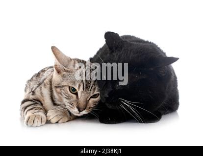 two cats  in front of white background Stock Photo
