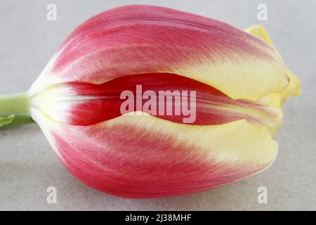 Red and yellow tulip on grey background. Graphic resources Stock Photo