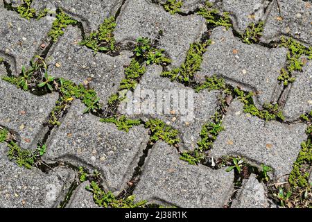 Patterned paving blocks, cement brick floor Stock Photo