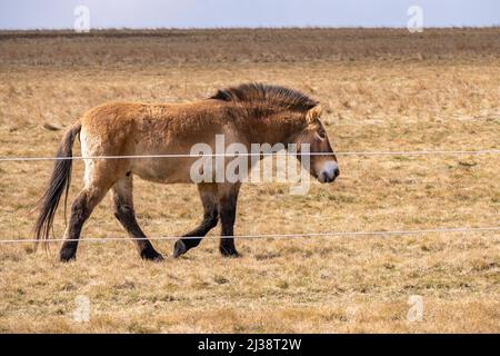 Przewalski's horse (wild Dzungarian, mongolian horse) in pasture in fence. Prague Divci Hrady, Czech republic. Stock Photo