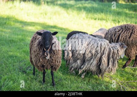Young lambs huddled with their mother in a pasture. The adult sheep is looking straight ahead and the two young lambs eating grass alongside the adult Stock Photo