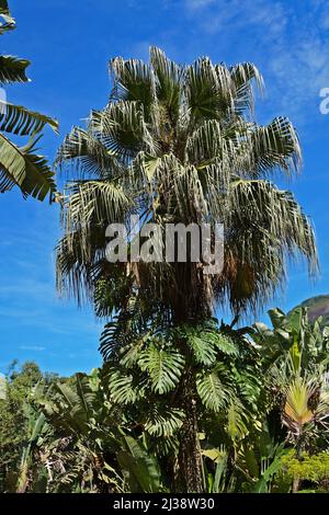 Chinese fan palm (Livistona chinensis), Rio Stock Photo