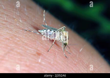 Dangerous Malaria Infected Mosquito Skin Bite. Leishmaniasis, Encephalitis, Yellow Fever, Dengue, Malaria Disease, Mayaro or Zika Virus Infectious. Stock Photo