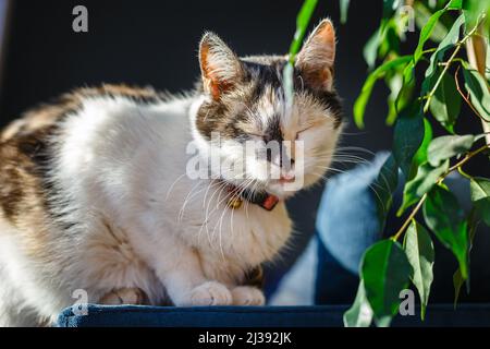 Portrait of a beautiful adult serious fluffy long-haired tri-colored cat Stock Photo