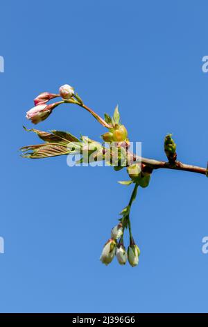 New Spring bud growth on "Spreading Plum" tree "Prunus divaricata". Fresh budding branch against blue sky background. Dublin, Ireland Stock Photo