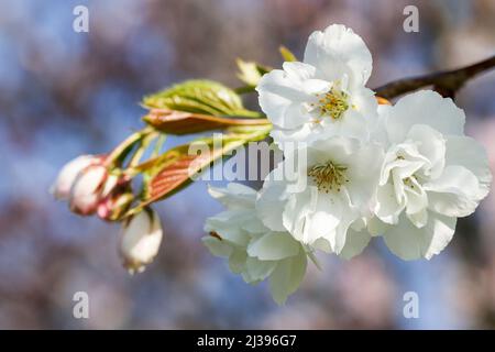 Spring buds and blossoms on 'Prunus divaricata' or 'Spreading Plum' tree. Soft pink white petals against bokeh background. Dublin, Ireland Stock Photo