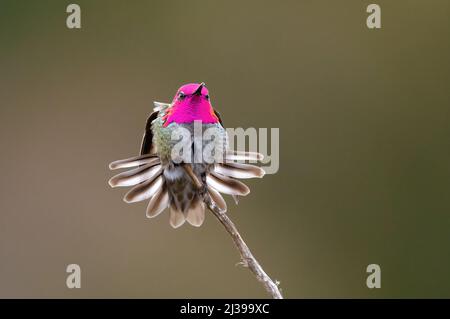 A closeup of an Anna's hummingbird (Calypte anna) stretching on a thin branch in Colwood, Victoria Stock Photo