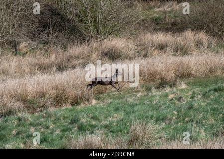 Deer Roe (Capreolus capreolus), hind running through long grass, early Spring, Dumfries and Galloway, SW Scotland. Stock Photo