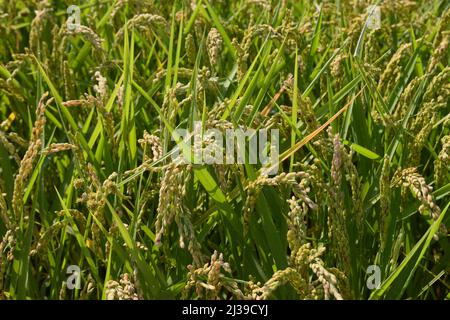 Detail of some rice plants in the field flooded with water waiting to be harvested at the end of summer Stock Photo
