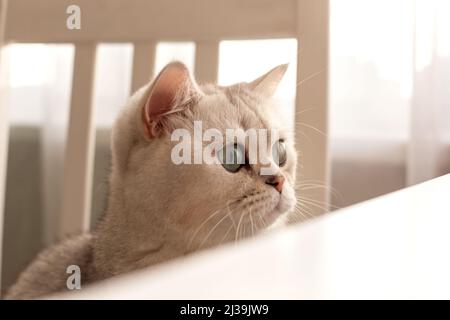 Close up head white British cat peeks out from under a white table Stock Photo
