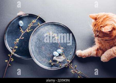 Cat playing with Easter eggs on dishes decorated with feathers and spring branches. Ceramic plate on grey background. Pet having fun Stock Photo