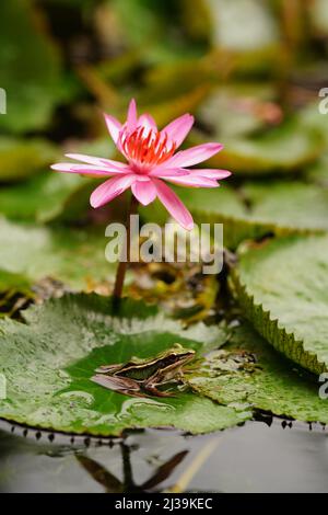 Tropical green frog in Langkawi, Malaysia Stock Photo