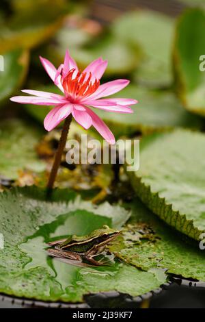 Tropical green frog in Langkawi, Malaysia Stock Photo