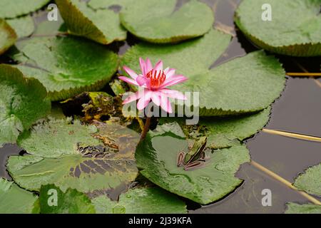 Tropical green frog in Langkawi, Malaysia Stock Photo