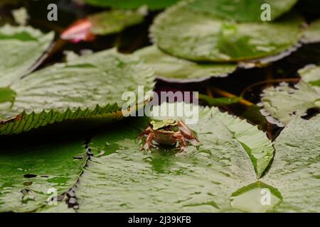 Tropical green frog in Langkawi, Malaysia Stock Photo