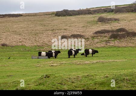 A field in the South Downs with Belted Galloway cattle Stock Photo