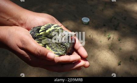 Hands holding an orphaned baby bird. This sick bird is inside of human palm and looks at a food container Stock Photo