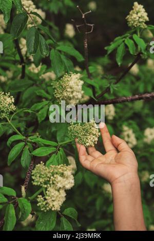 A vertical closeup shot of a hand near the Amur lilac flower bush Stock Photo