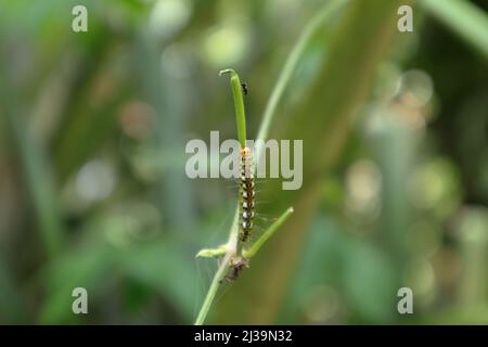 An orange head caterpillar walks on vine stem and the other side a black color flies insect walking towards the caterpillar Stock Photo